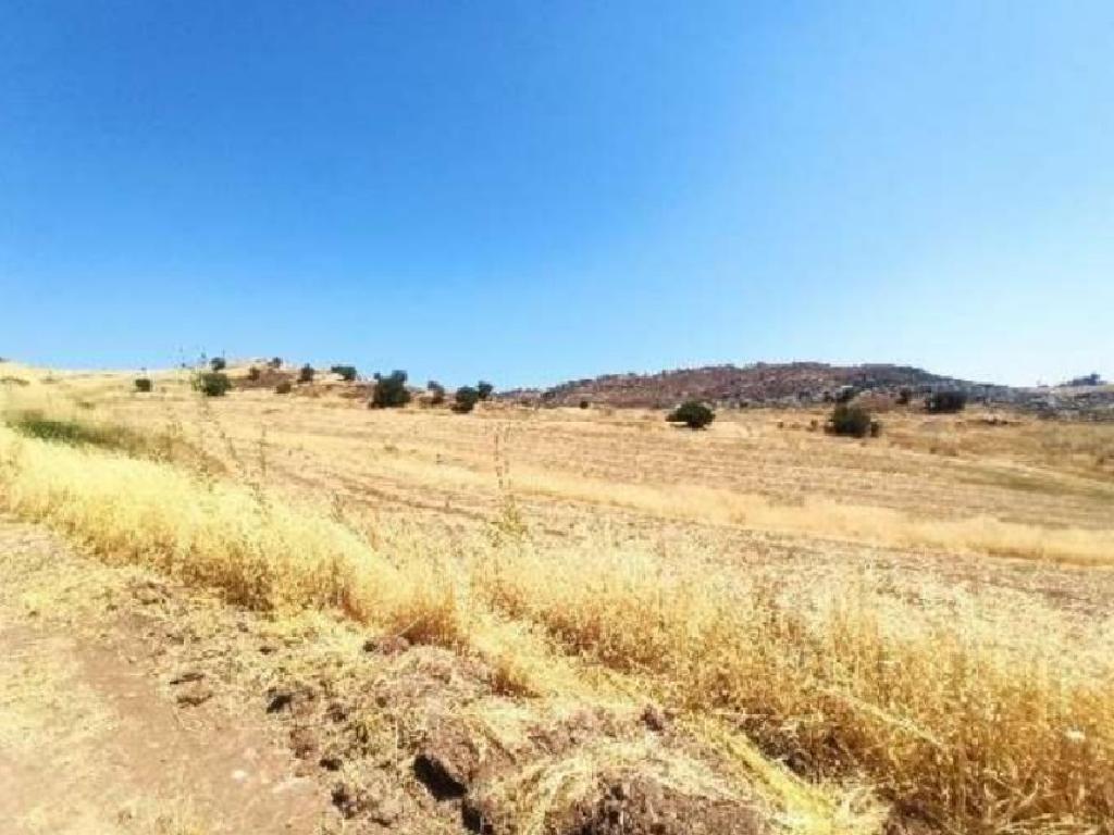 Field - Choletria, Paphos