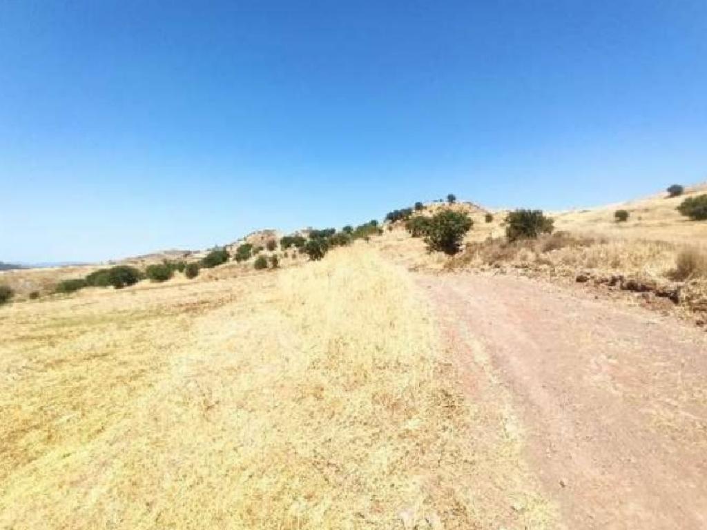 Field - Choletria, Paphos