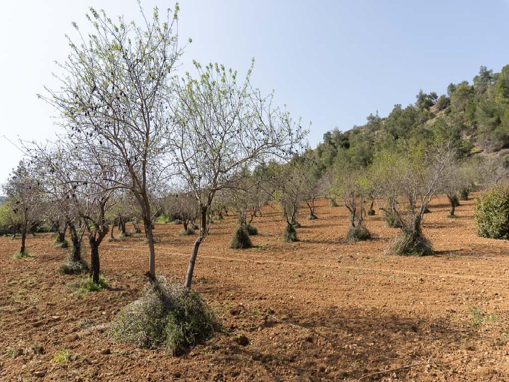 Field - Gourri, Nicosia