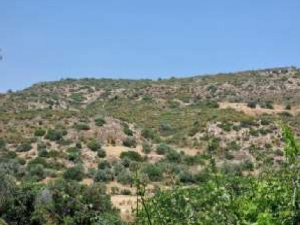 Field - Agios Theodoros, Larnaca