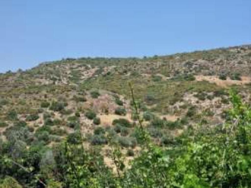 Field - Agios Theodoros, Larnaca