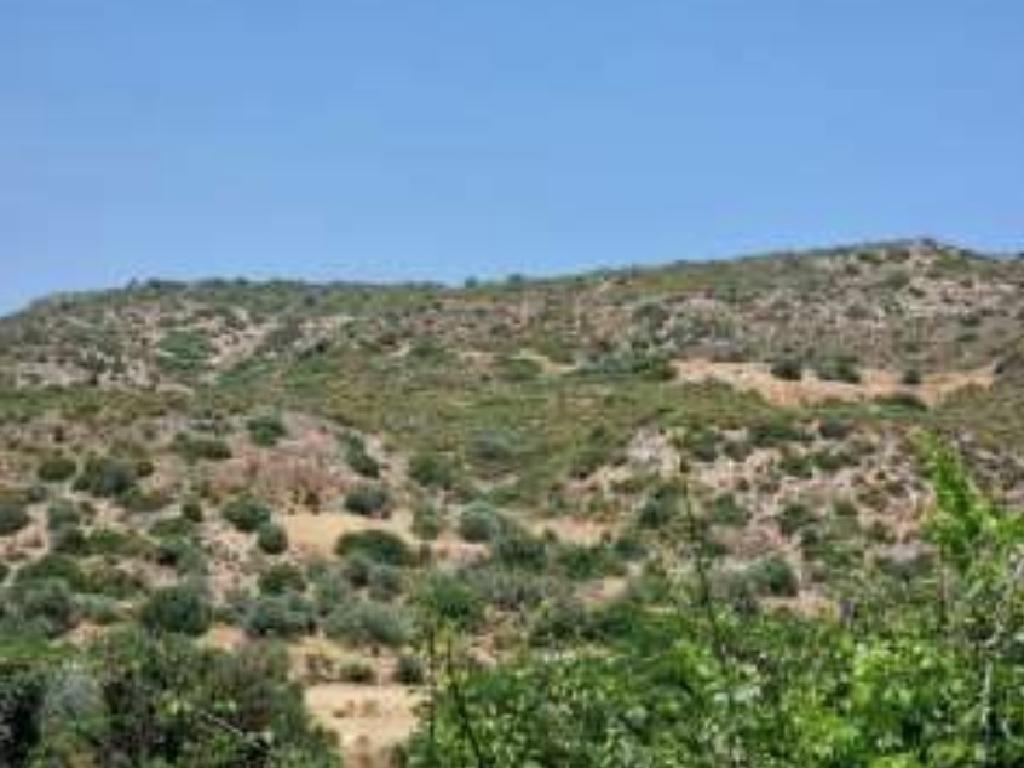 Field - Agios Theodoros, Larnaca
