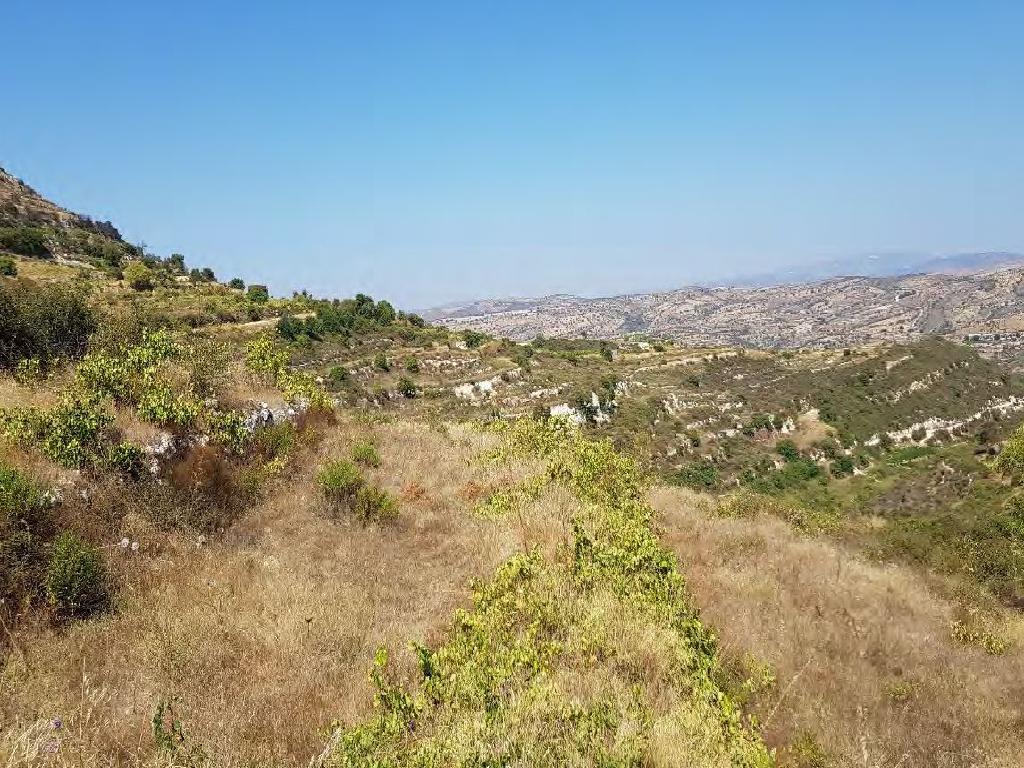 Fields– Pachna, Limassol-Pachna