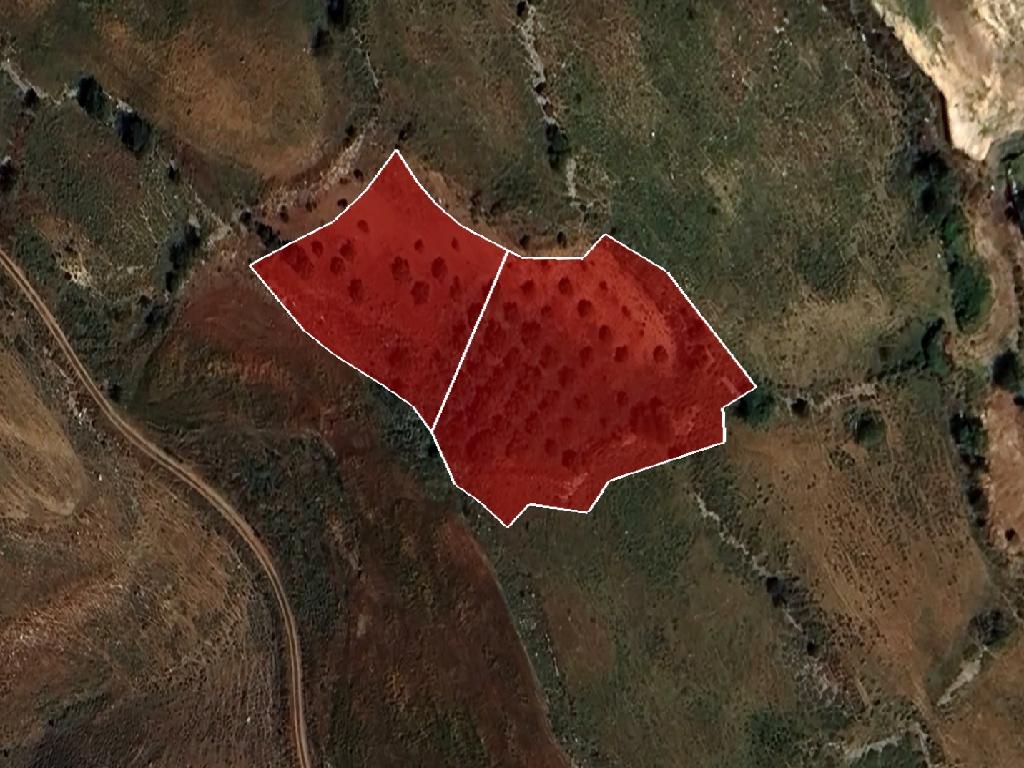 Field - Ineia, Paphos-Ineia
