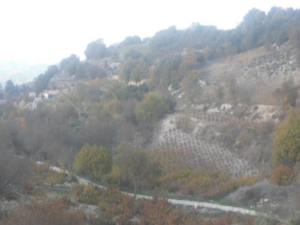 Field (Share) - Statos - Agios Fotios, Paphos-Statos - Agios Fotios