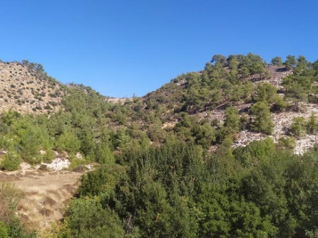 Field - Pachna, Limassol-Pachna