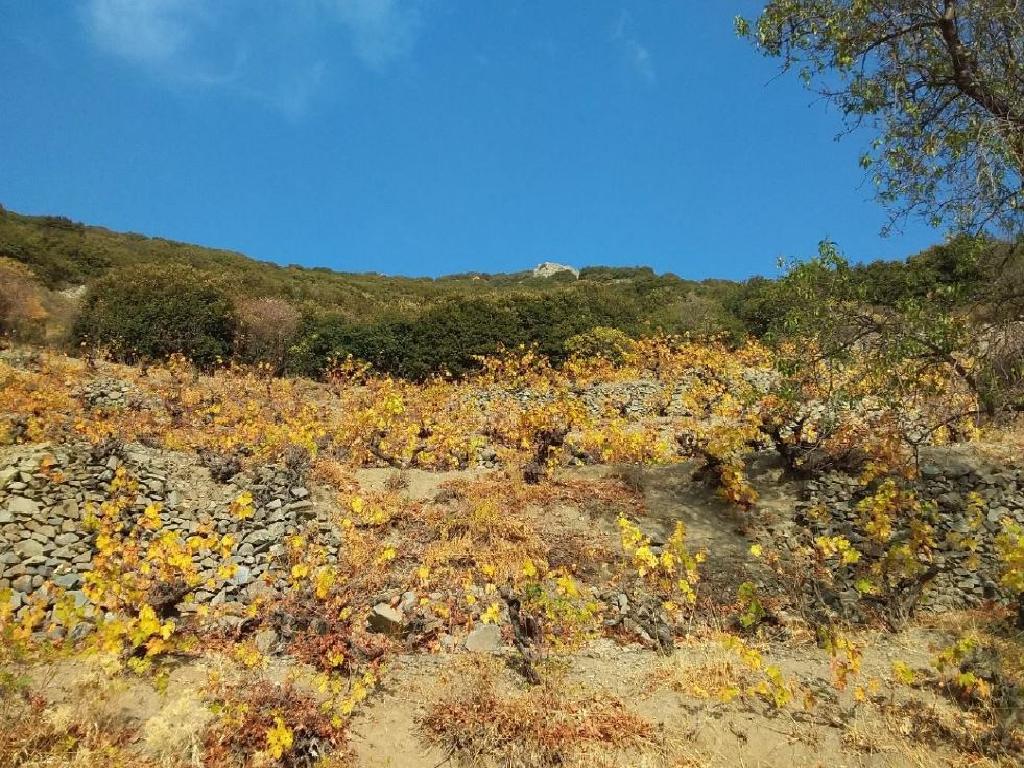 Field - Agros, Limassol-Agros