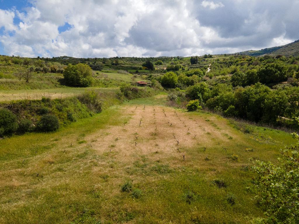 Field - Theletra, Paphos-Theletra