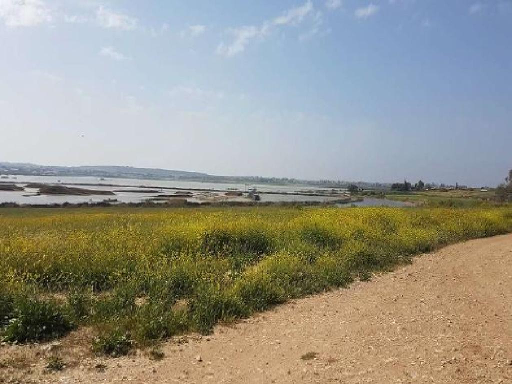 Field (Share) - Deryneia, Famagusta