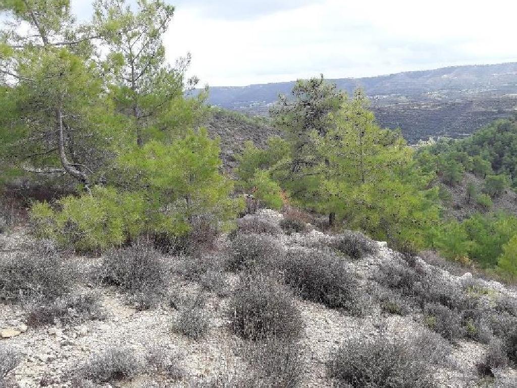 Field (Share) - Agios Therapon, Limassol-Agios Therapon