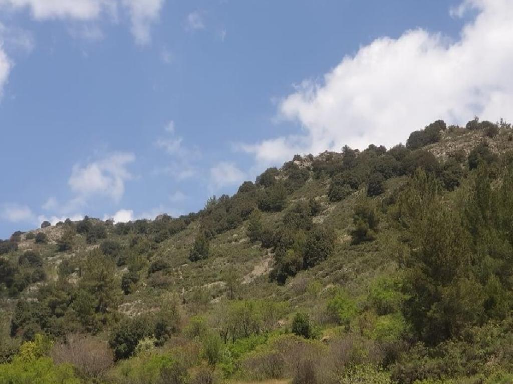 Field - Palaichori, Nicosia-Palaichori Morfou