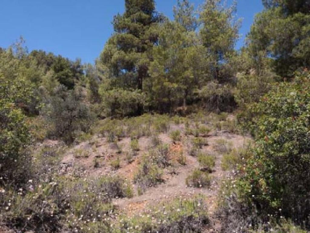 Field-Fterikoudi-PR15314