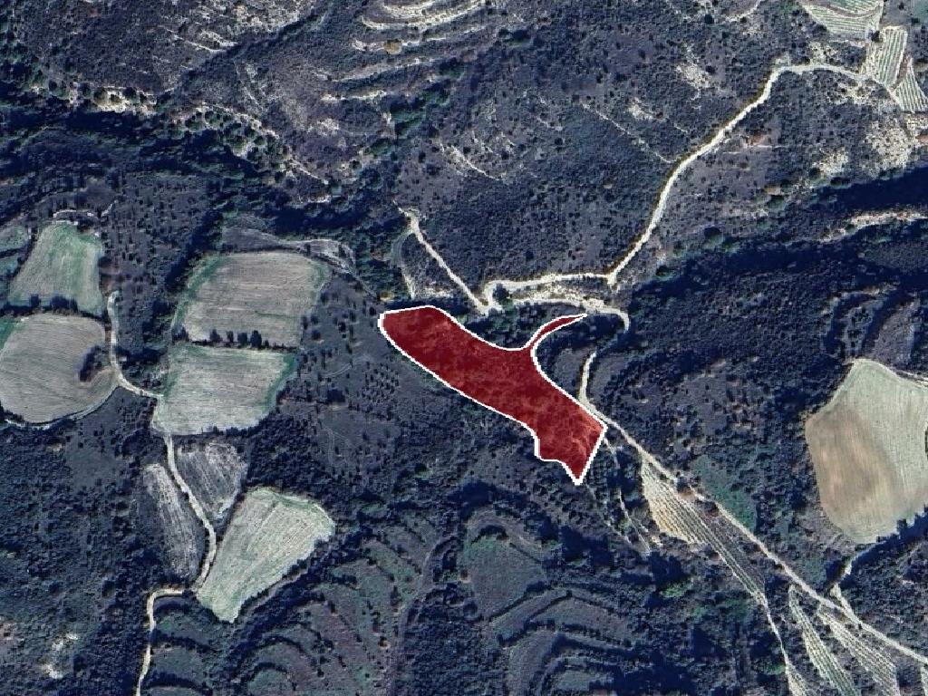 Field-Dora-PR41719