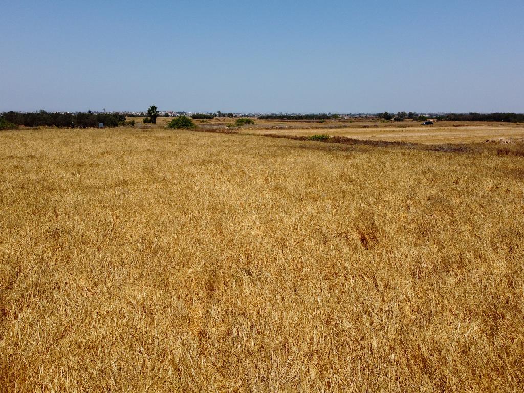 Field - Augorou, Famagusta