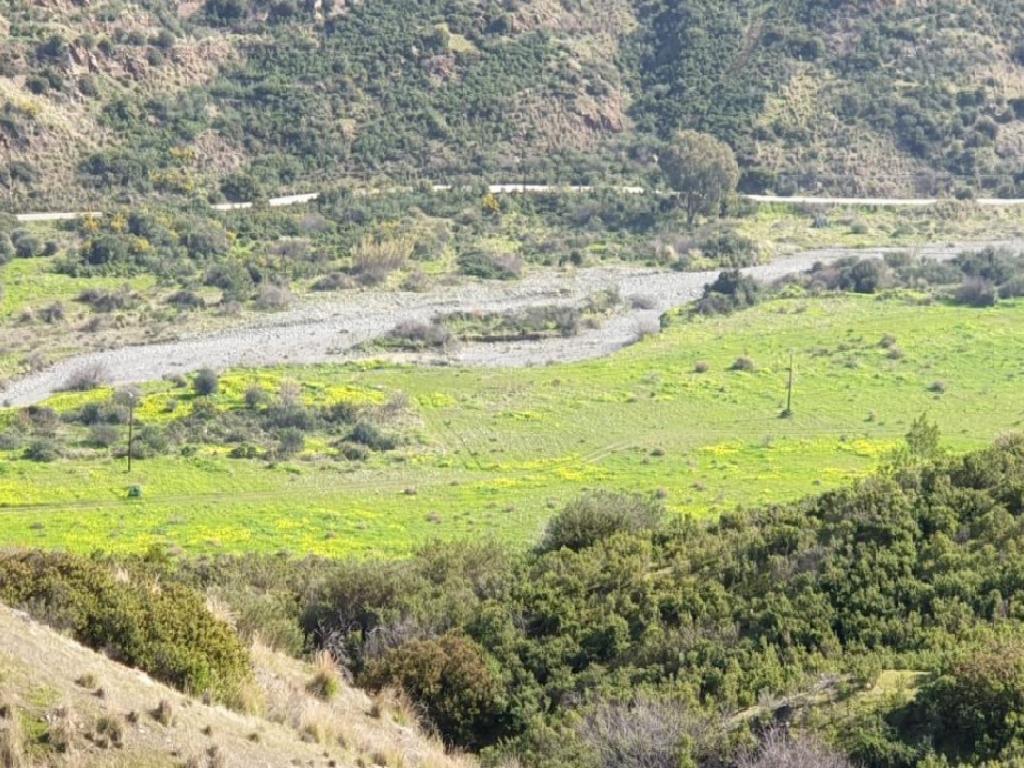 Field-Pano Pyrgos-PR37096