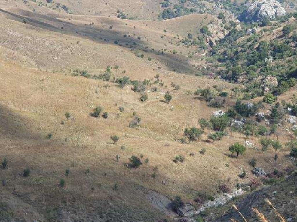 Field-Koilinia-PR41306