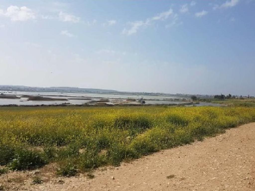 Field-Deryneia-PR42375