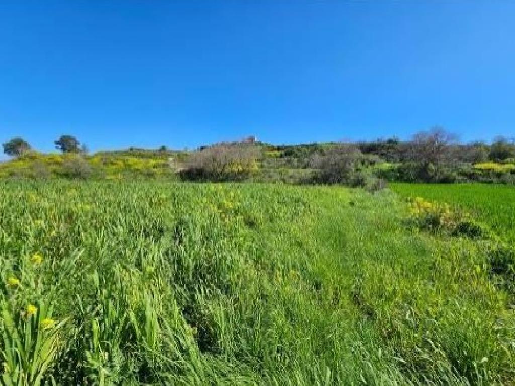 Field - Stroumpi, Paphos