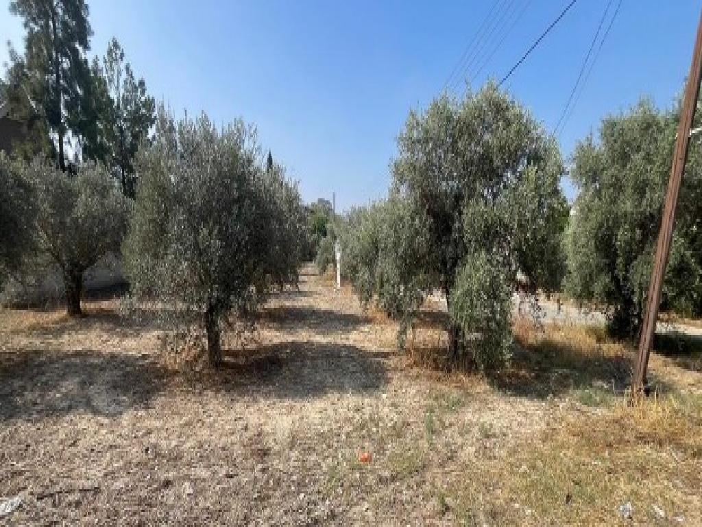 Field (share) - Geri, Nicosia