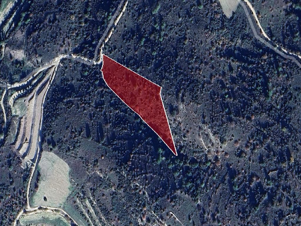 Field-Dora-PR39876