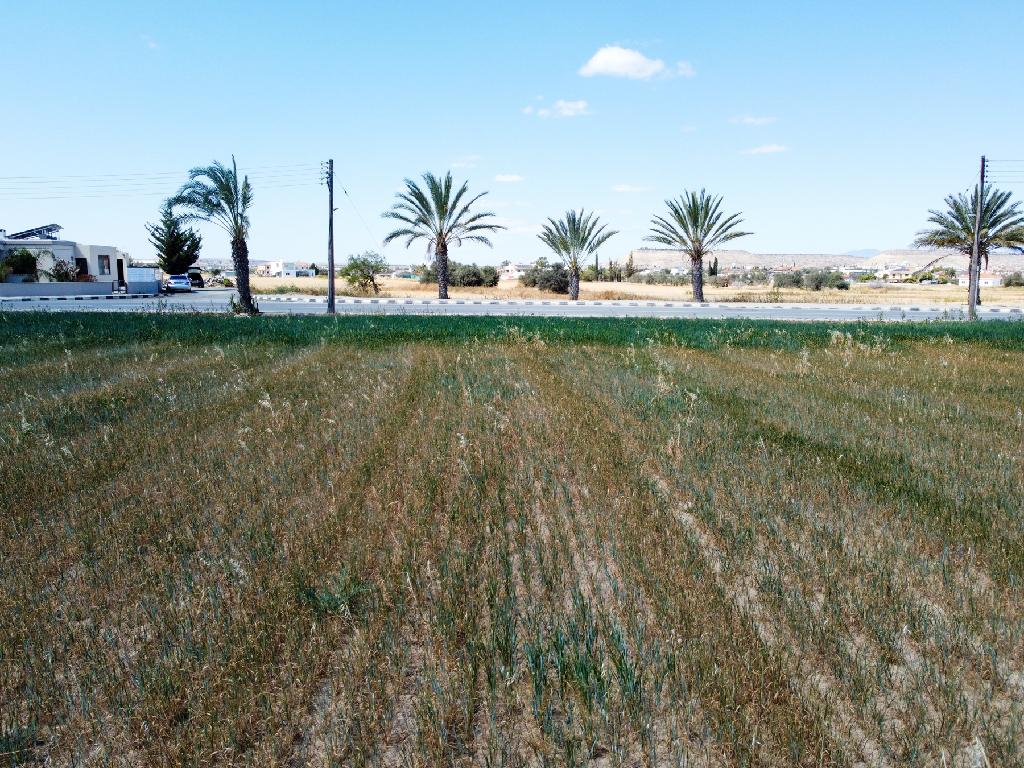Field-Athienou-PR42262