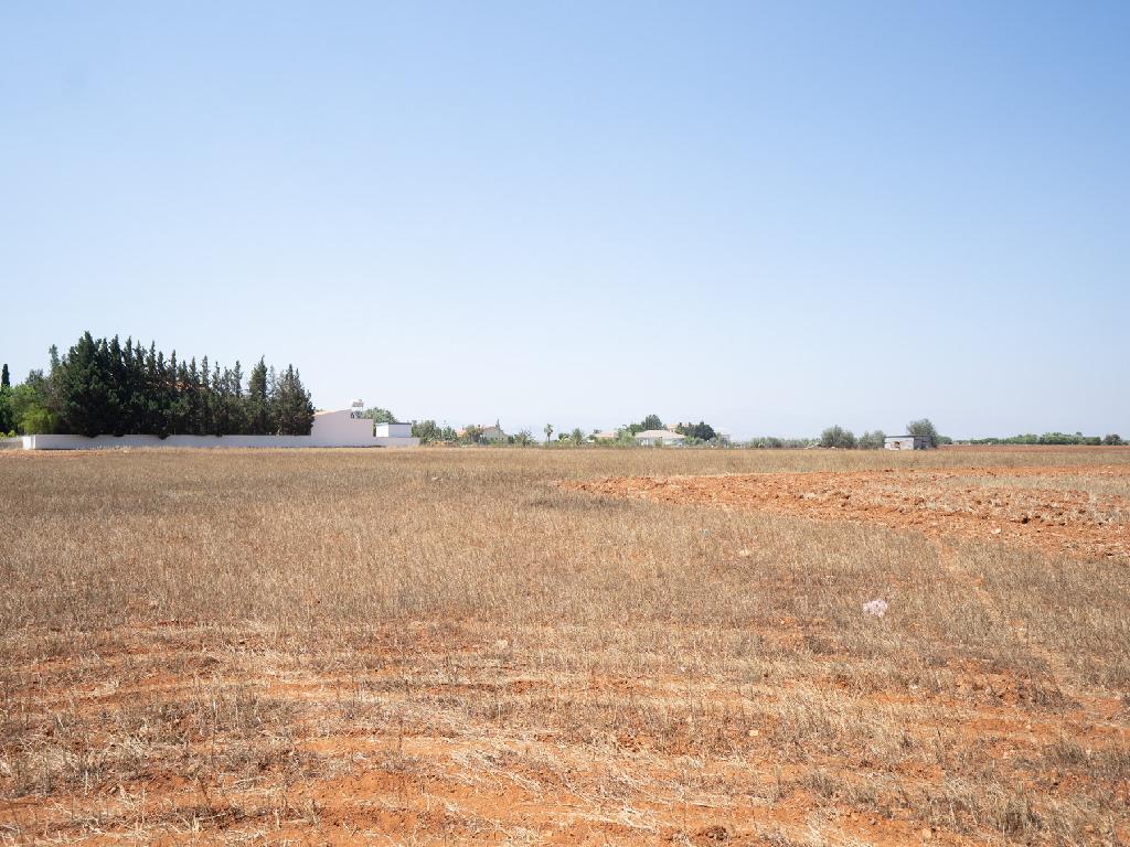 Field-Kokkinotrimithia-PR32354