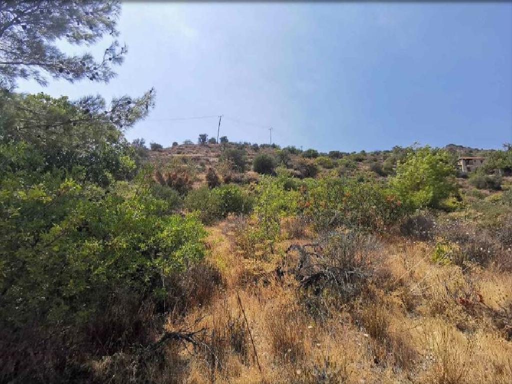 Field-Agios Mamas-PR36464