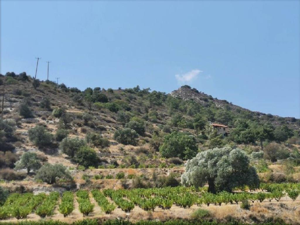 Field-Agios Mamas-PR36464