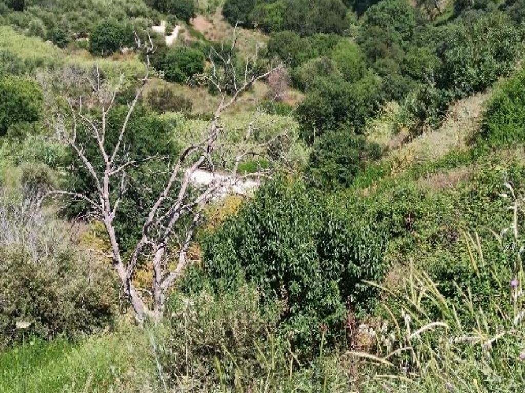 Field-Theletra-PR36688
