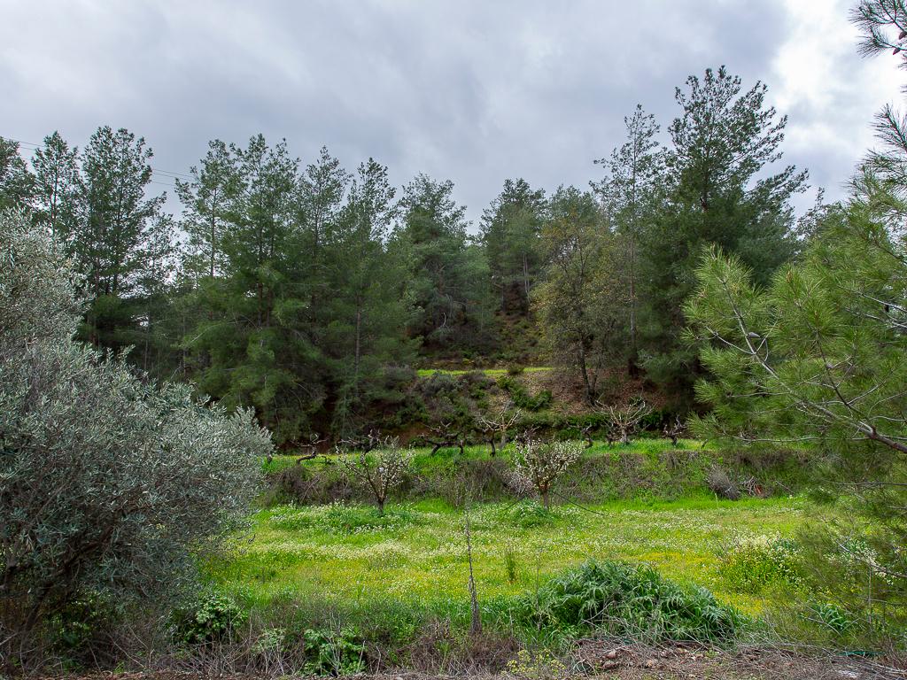 &Chi;&omega;&rho;ά&phi;&iota; - Ά&gamma;&iota;&omicron;&sigmaf; &Mu;ά&mu;&alpha;&sigmaf;, &Lambda;&epsilon;&mu;&epsilon;&sigma;ό&sigmaf;