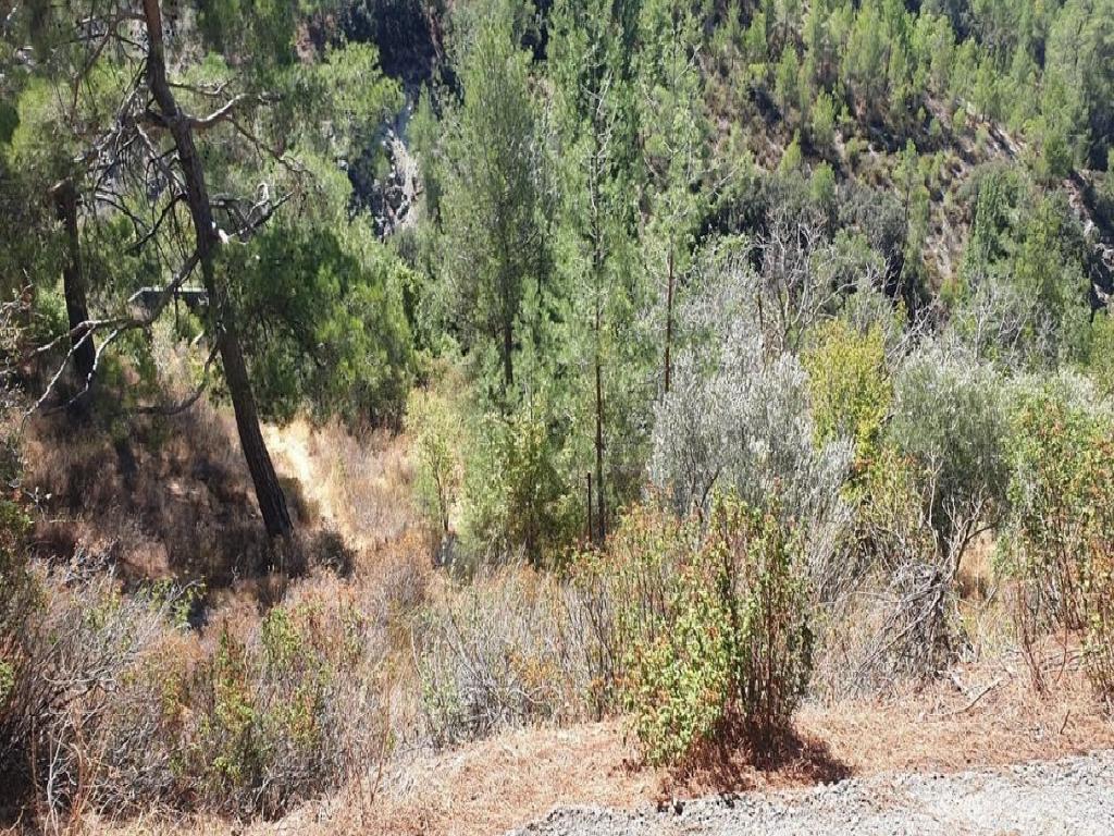 Field-Palaiomylos-CP10083
