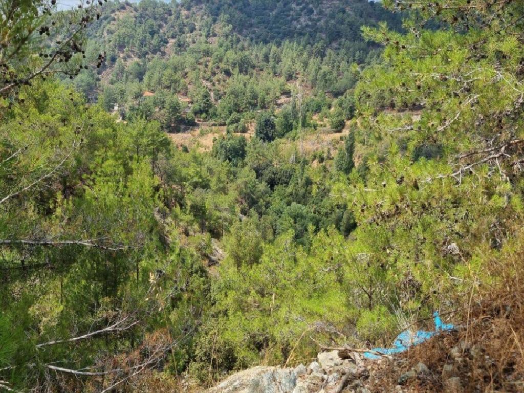 Field-Palaiomylos-CP10083