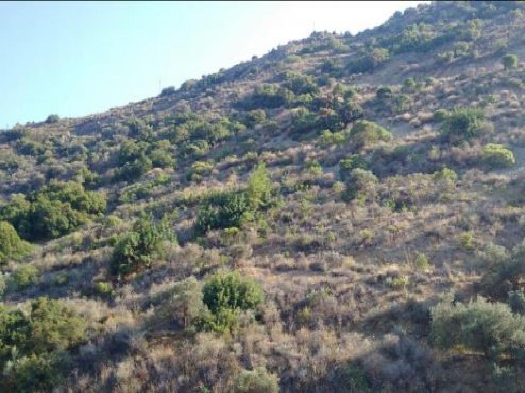 Field-Dierona-PR12142