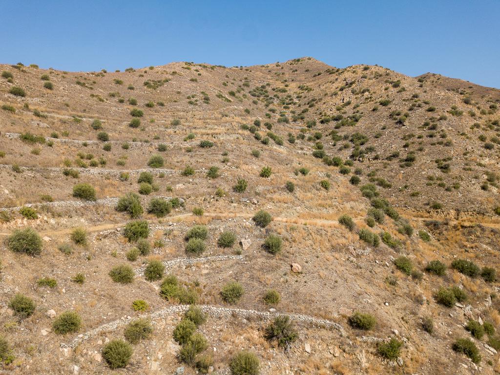 Field-Ora-PR36086