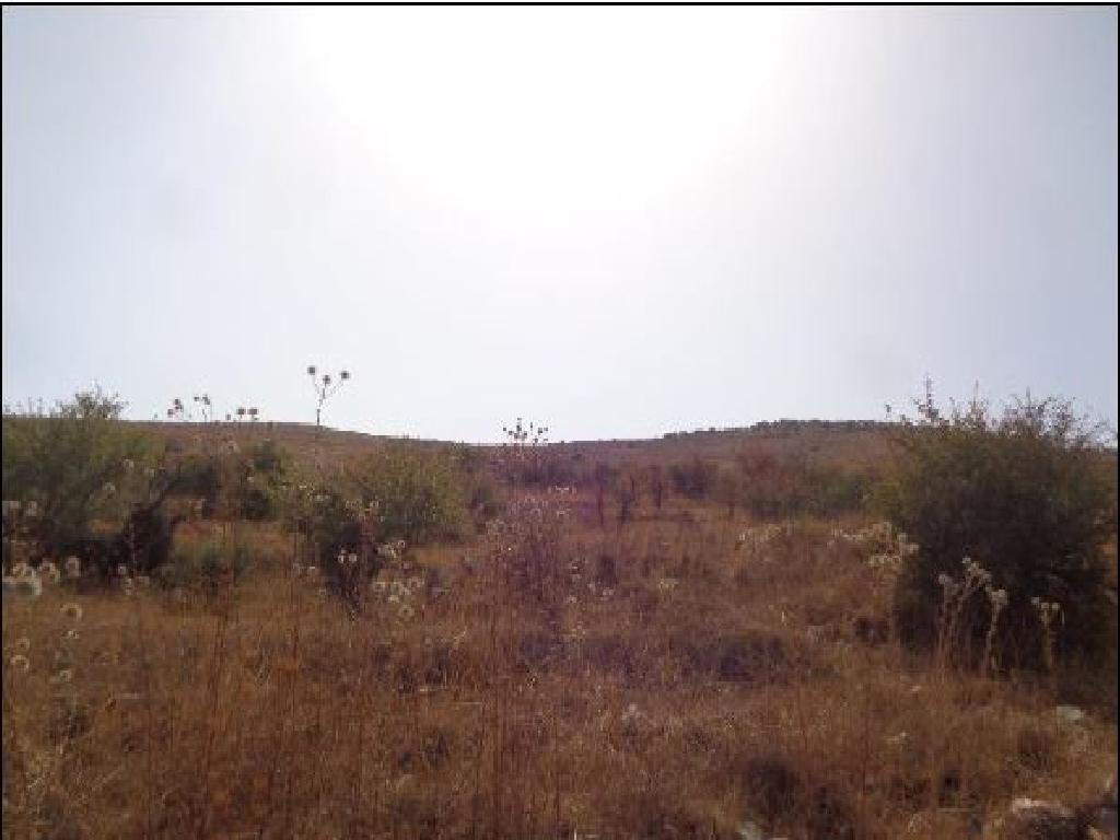 Field-Galataria-PR41527