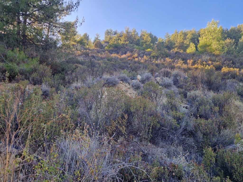 Field (Share) - Pelendri, Limassol