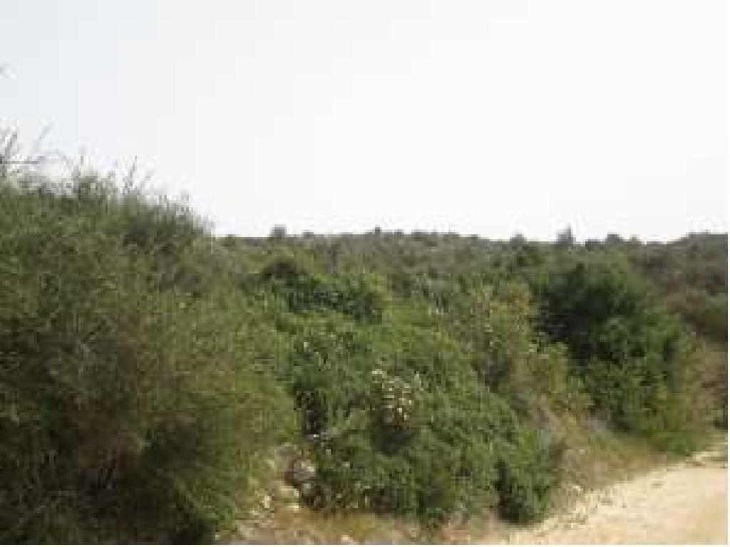 Field-Psematismenos-PR12289