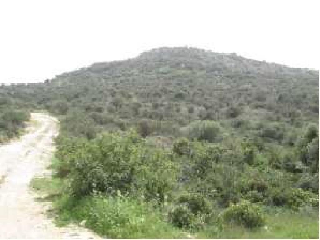 Field-Psematismenos-PR12289