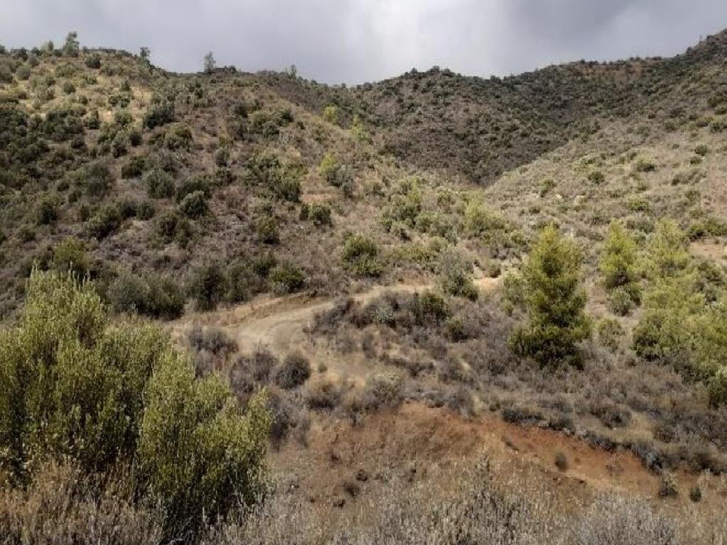 Field-Ora-PR36762