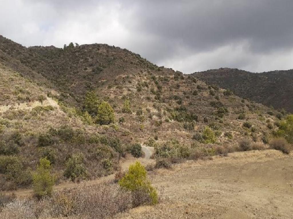 Field-Ora-PR36762
