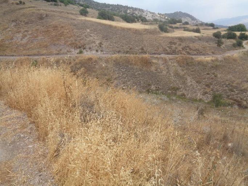 Field-Amargeti-PR39460
