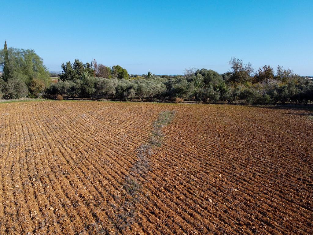 Field-Xylofagou-PR41401