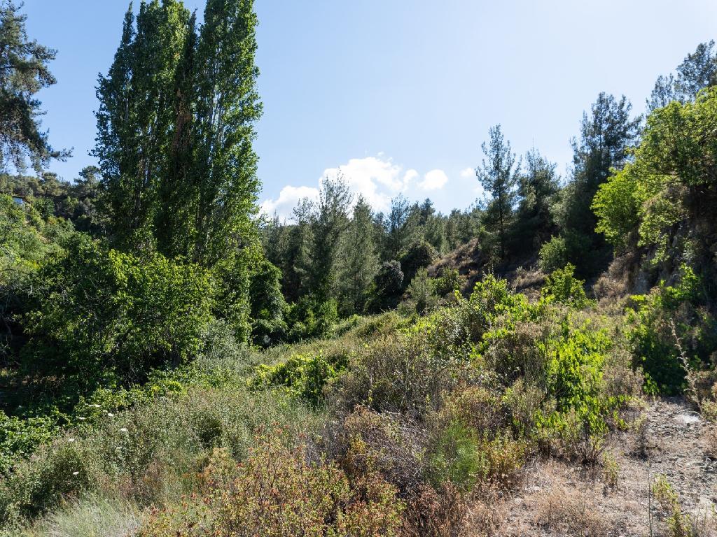 Field-Kakopetria-CP10085