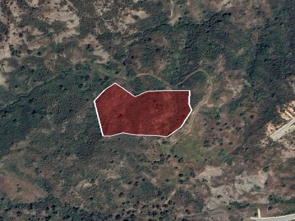 Field-Pigenia-PR42905