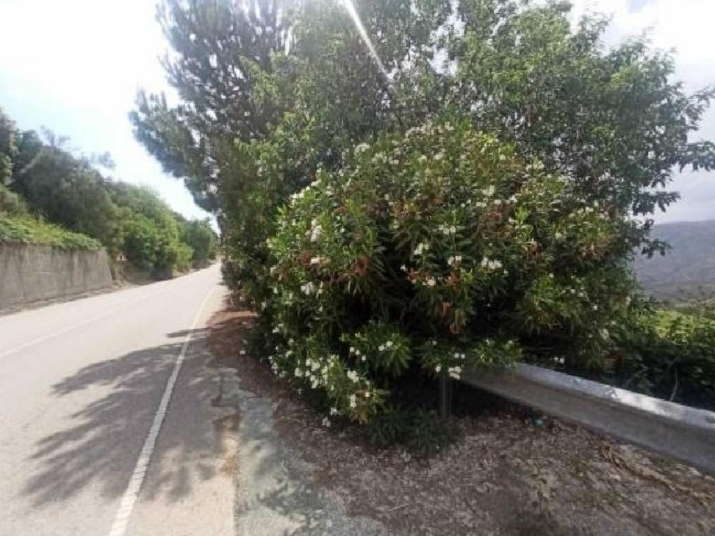 Field - Kelokedara, Paphos