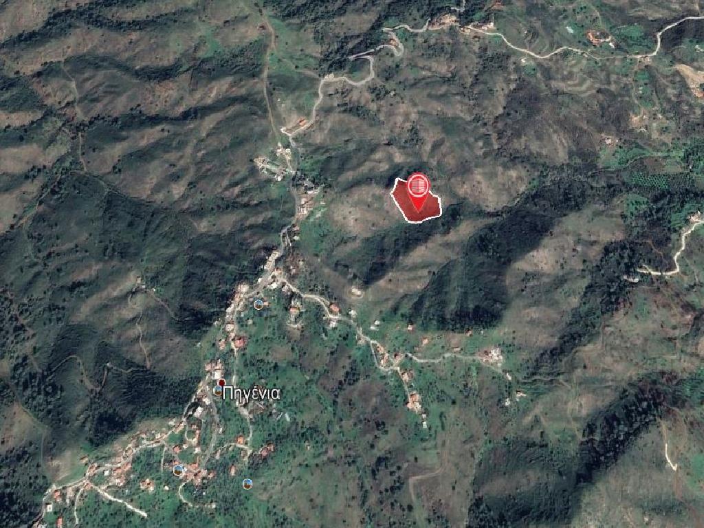 Field-Pigenia-PR13467