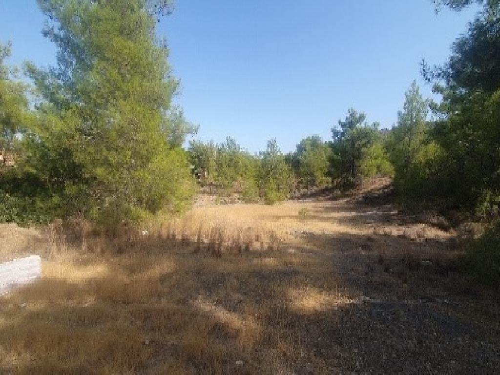 Field-Psevdas-PR42430