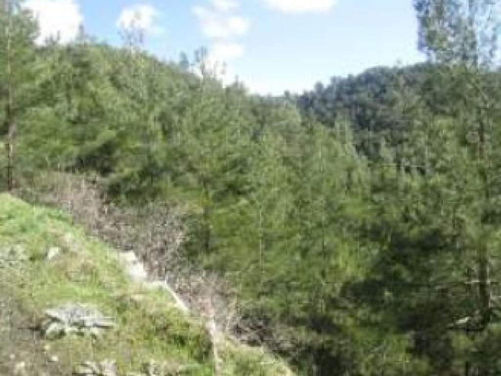 &Chi;&omega;&rho;ά&phi;&iota; - &Sigma;&pi;ή&lambda;&iota;&alpha;, &Lambda;&epsilon;&upsilon;&kappa;&omega;&sigma;ί&alpha;