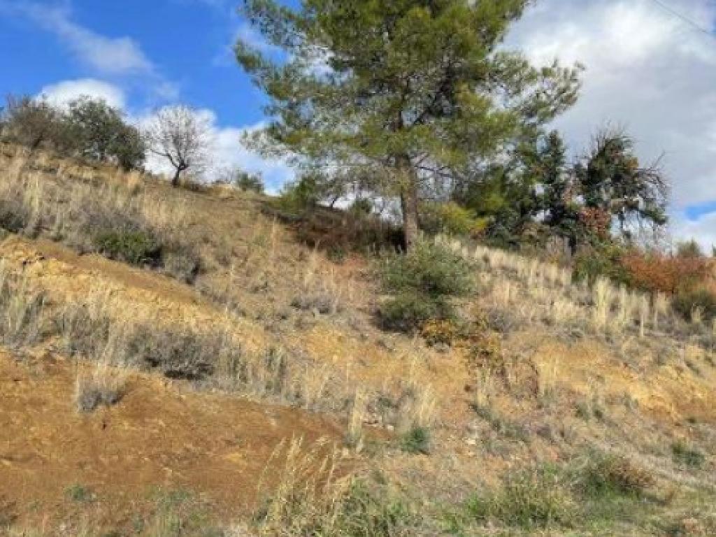 Field-Kalo Chorio-PR41588