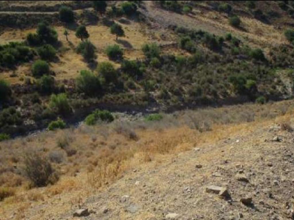 Field-Pegeia-PR15321